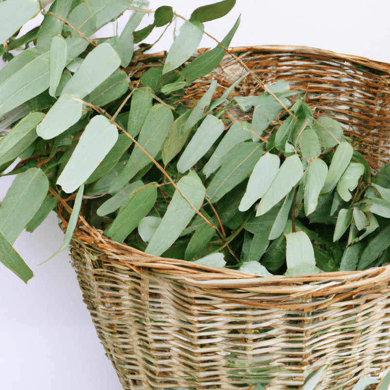 panier rempli de feuilles d'eucalyptus