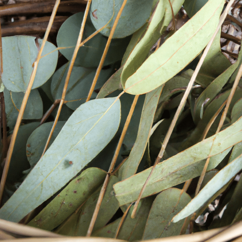 comment faire de l'huile essentielle d'eucalyptus